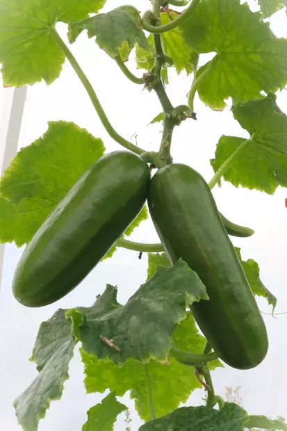 Cucumis sativus 'Mini stars' - Kurkun taimet - 101685 - 1