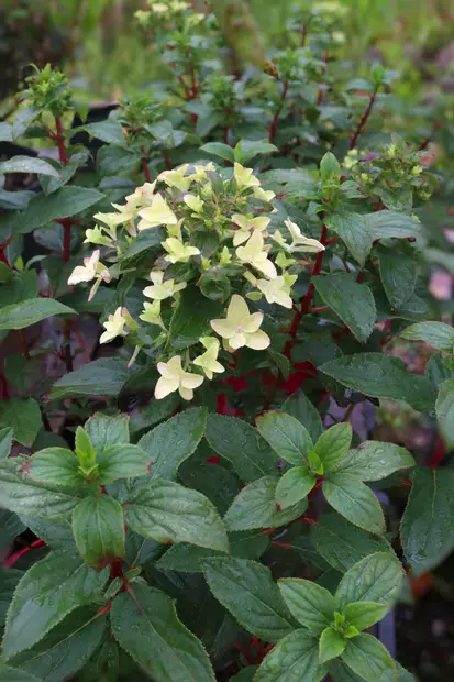 Hydrangea paniculata GROUNDBREAKER Ruby - Hortensiat - 105085 - 1