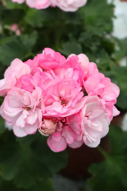 Pelargonium Survivor Idols® Paperbloom - Pelargonit - 104365 - 1