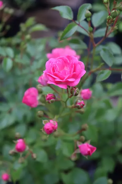 Rosa 'Lovely Fairy' - Maanpeiteruusut - 100395 - 1