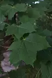Acer platanoides - Vaahterat - 104125 - 1