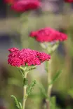 Achillea millefolium Sassy Summer Taffy - Muut perennat - 104915 - 1