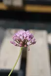 Allium senescens - Muut perennat - 103005 - 1