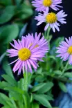 Aster alpinus 'Happy End' - Muut perennat - 101045 - 1