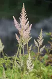 Astilbe chinensis 'Vision Inferno' - Kurjenpolvet - 103775 - 1
