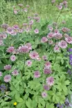 Astrantia major Roma® - Muut perennat - 105035 - 2