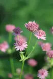 Astrantia major Roma® - Muut perennat - 105035 - 1