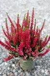 Calluna Beauty Ladies - Syyskukat - 104085 - 2