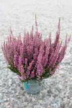 Calluna punainen tai valkoinen tai liila - Syyskukat - 102645 - 1