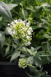 Centranthus ruber 'Albus' - Muut perennat - 103755 - 2