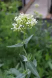 Centranthus ruber 'Albus' - Muut perennat - 103755 - 1