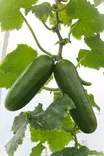 Cucumis sativus 'Mini stars' - Kurkun taimet - 101685 - 1