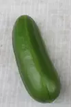 Cucumis sativus 'Mini stars' - Kurkun taimet - 101685 - 2