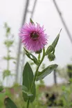 Erigeron speciosus 'Rosa Juwel' - Muut perennat - 101065 - 1