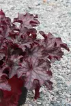 Heuchera hybr. 'Blackberry Jam' - Keijunkukat - 103835 - 1
