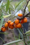 Hippophae rhamnoides 'Augustinka' - Tyrnipensaat - 100685 - 1