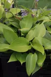 Hosta 'Devon Green' - Kuunliljat - 104435 - 1