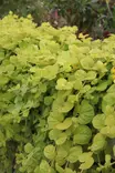 Lysimachia nummularia 'Goldilocks' - Muut kesäkukat - 104295 - 1