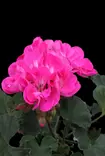 Pelargonium zonale - Pelargonit - 101635 - 2