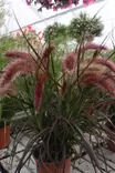 Pennisetum advena 'Rubrum' / 'Fireworks' - Muut kesäkukat - 103335 - 1