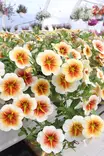 Petunia Calibrachoa (Million Bells) - Muut kesäkukat - 101645 - 2