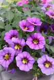 Petunia Calibrachoa (Million Bells) - Muut kesäkukat - 101645 - 1