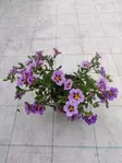 Petunia Calibrachoa (Million Bells) - Muut kesäkukat - 101645 - 1