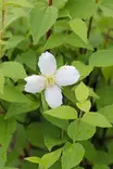 Philadelphus x lemoinei - Jasmikkeet - 104845 - 1