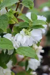 Philadelphus x virginialis 'Snowbelle' - Jasmikkeet - 100115 - 2