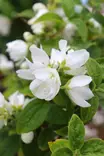 Philadelphus x virginialis 'Snowbelle' - Jasmikkeet - 100115 - 1