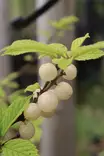 Prunus tomentosa 'Lumikki' - Muut marjapensaat - 104385 - 1