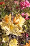 Rhododendron 'Golden Lights' - Atsaleat - 102905 - 1