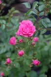 Rosa 'Lovely Fairy' - Maanpeiteruusut - 100395 - 1