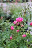 Rosa 'Lovely Fairy' - Maanpeiteruusut - 100395 - 2