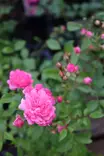 Rosa 'Lovely Fairy' - Maanpeiteruusut - 100395 - 3