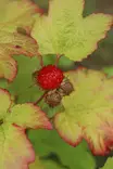Rubus idaeus 'Raspbeary'® - Vadelmapensaat - 104725 - 1