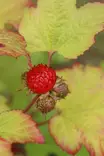 Rubus idaeus 'Raspbeary'® - Vadelmapensaat - 104725 - 2