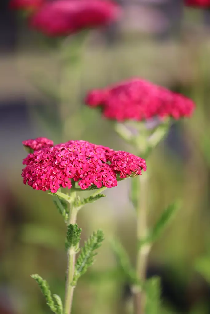 Achillea millefolium Sassy Summer Taffy - Muut perennat - 104915 - 1