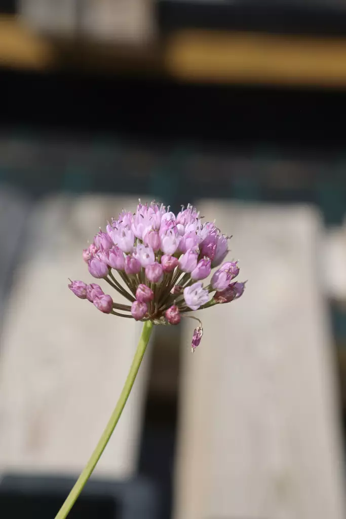Allium senescens - Muut perennat - 103005 - 1