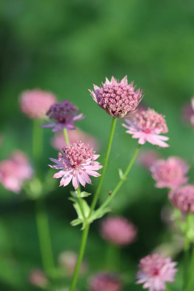 Astrantia major Roma® - Muut perennat - 105035 - 1