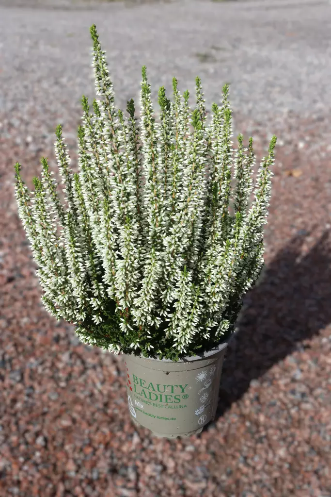 Calluna Beauty Ladies - Syyskukat - 104085 - 1