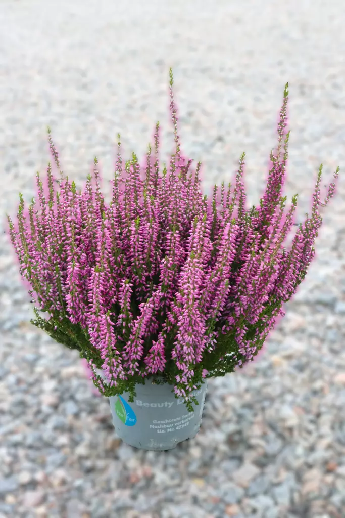 Calluna punainen tai valkoinen tai liila - Syyskukat - 102645 - 1