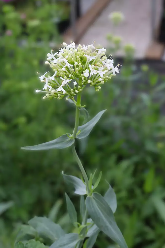 Centranthus ruber 'Albus' - Muut perennat - 103755 - 1