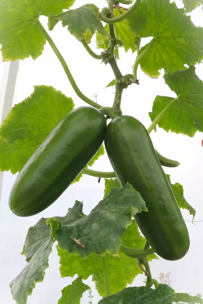 Cucumis sativus 'Mini stars' - Kurkun taimet - 101685 - 1