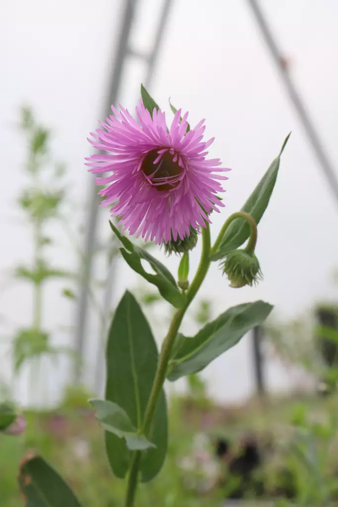 Erigeron speciosus 'Rosa Juwel' - Muut perennat - 101065 - 1
