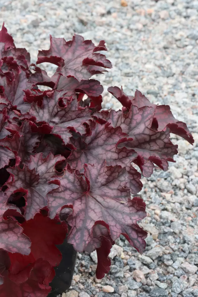 Heuchera hybr. 'Blackberry Jam' - Keijunkukat - 103835 - 1