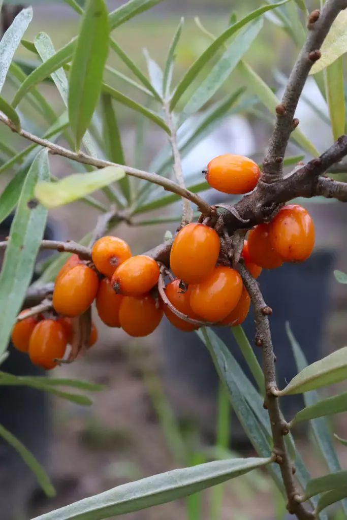 Hippophae rhamnoides 'Augustinka' - Tyrnipensaat - 100685 - 1