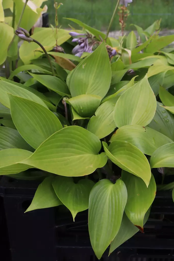 Hosta 'Devon Green' - Kuunliljat - 104435 - 1