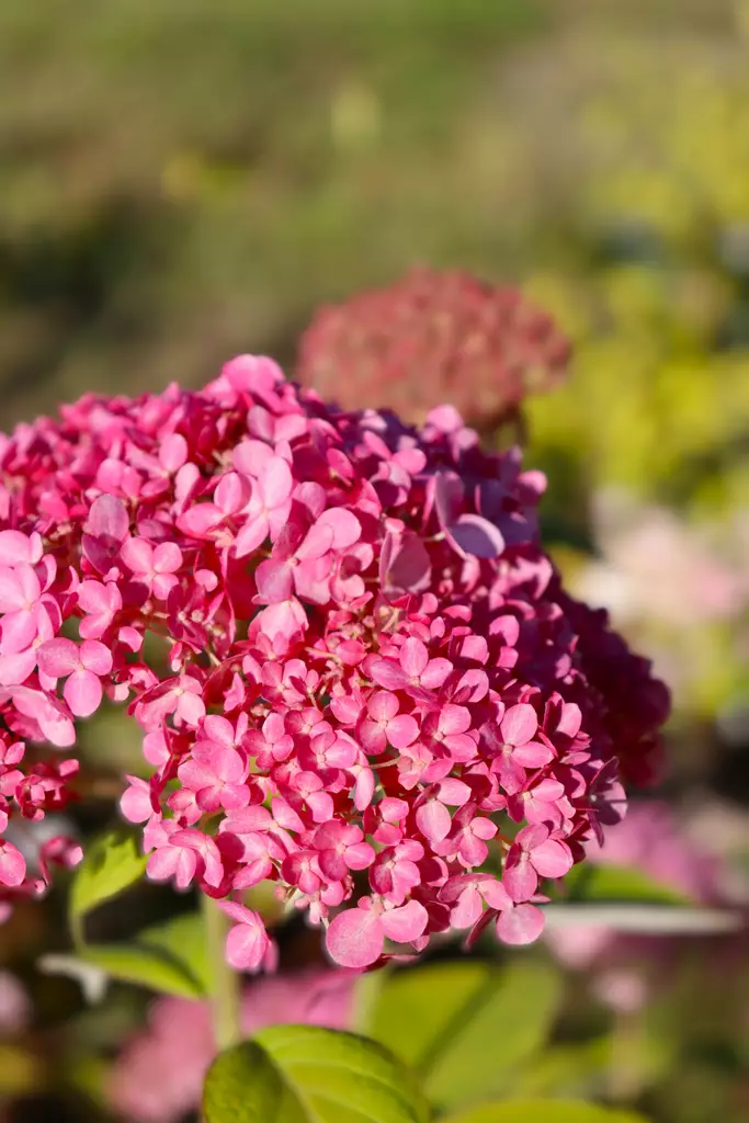 Hydrangea arborescens Magical Dark Pink - Hortensiat - 104705 - 1
