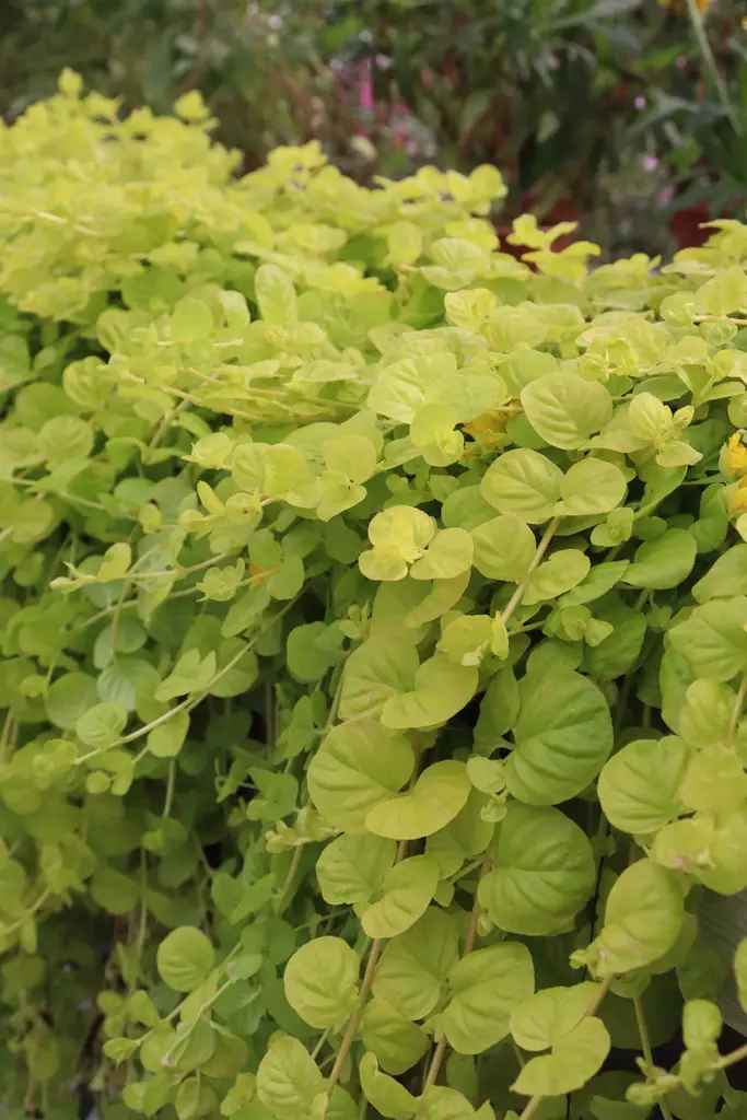Lysimachia nummularia 'Goldilocks' - Muut kesäkukat - 104295 - 1